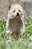CAIRN TERRIER 264